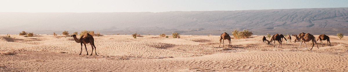 Cuidur - Camellos en el Desierto - mantener casa fresca